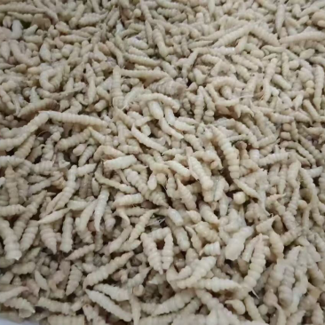 腌渍螺丝菜