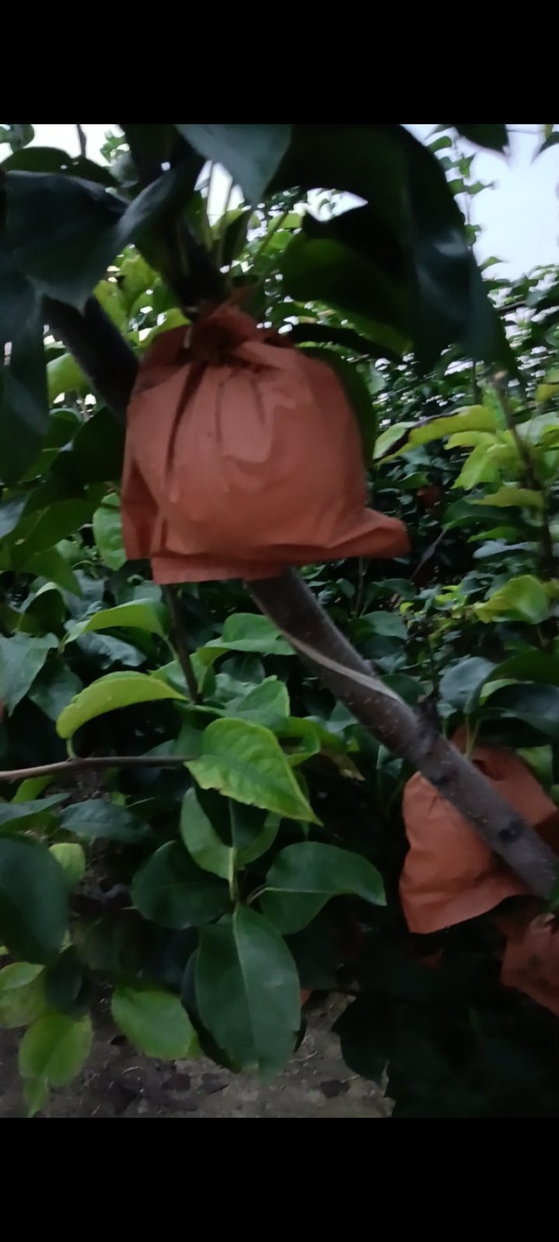 秋月梨