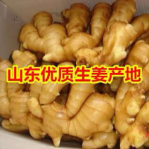 生姜产地直发代存代卖，质量好支持全国发货山东大姜批发价低
