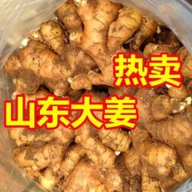 山东小黄姜大姜常年供应2元起货源充足价格优惠全国发货