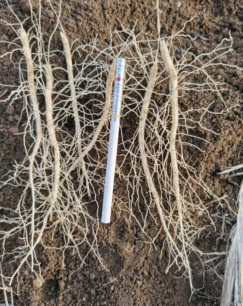白鲜皮种子纯新货上市提供技术回收产品