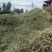 原产地直发柔丝风选花生秧