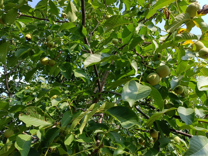 青皮核桃林场直卖