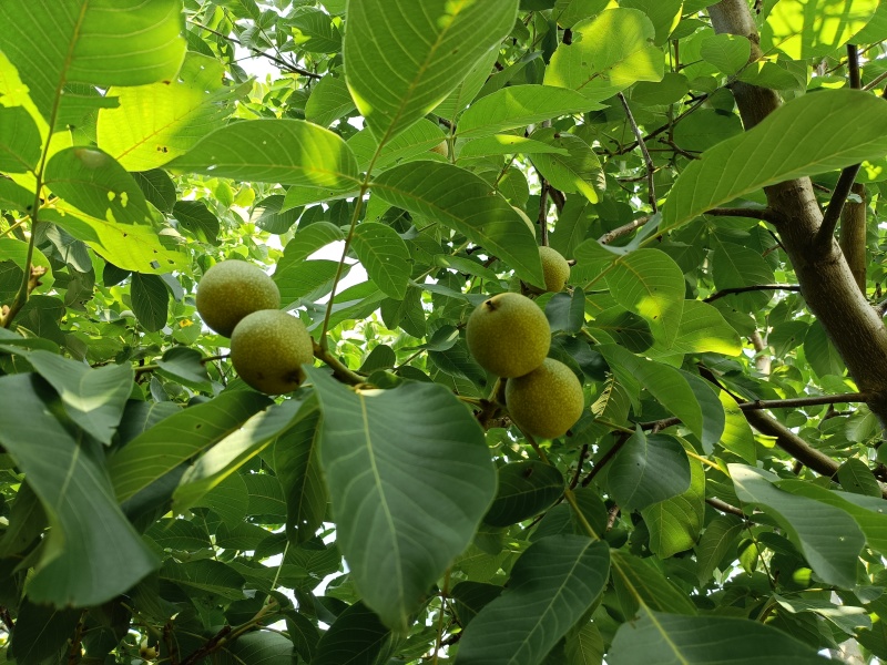 青皮核桃林场直卖
