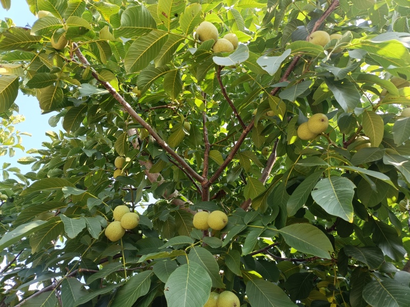 青皮核桃林场直卖