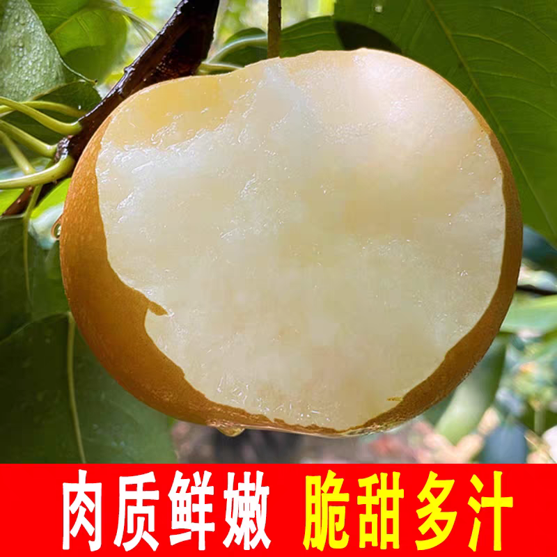 秋月梨-精品（4-9两）定制现摘-糖分13·5预定