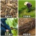 高硬度加厚砍柴刀砍树刀一体锻打砍破竹刀农用开路神器劈柴弯