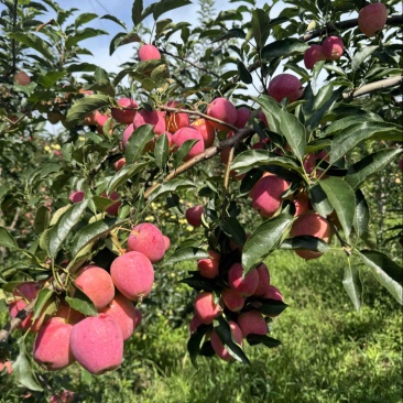 精品鸡心果辽宁高山产地电话订货
