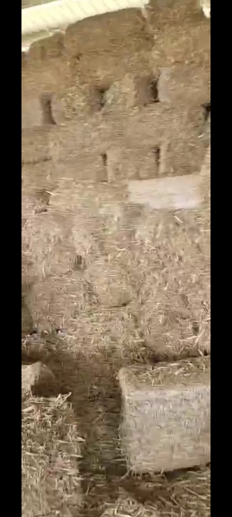 玉米秸秆预售中