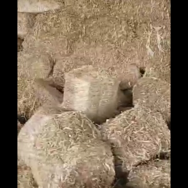 玉米秸秆预售中