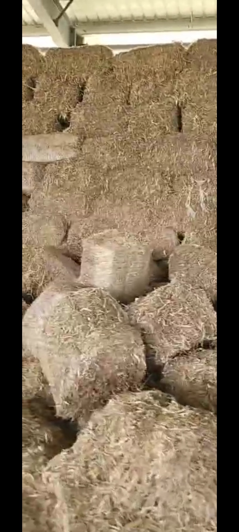 玉米秸秆预售中
