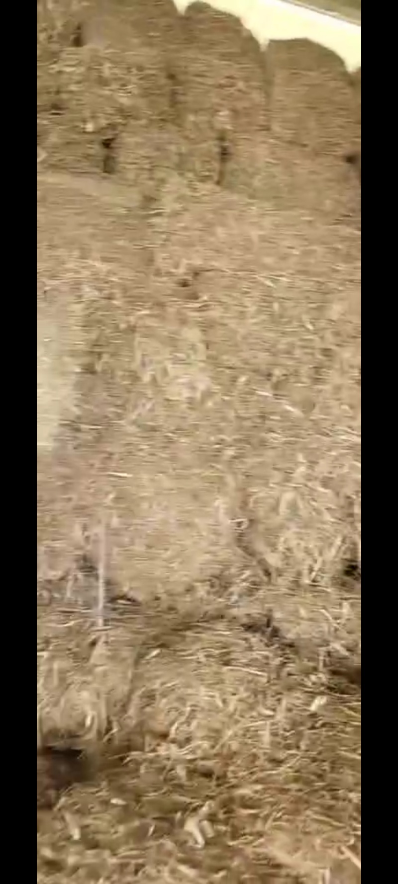 玉米秸秆预售中