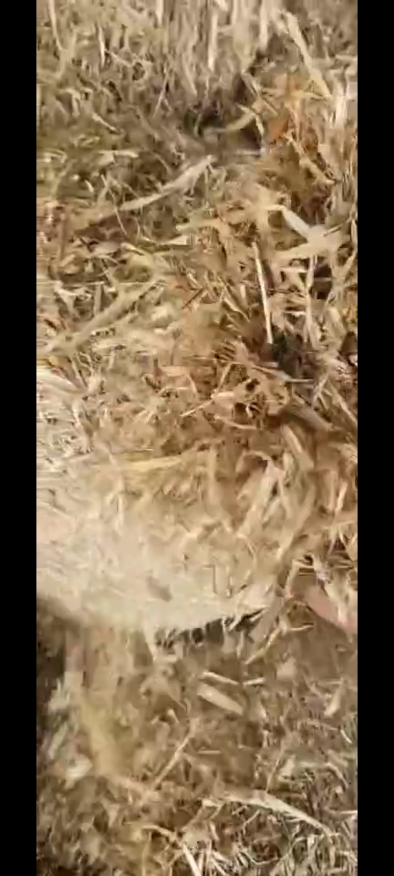 玉米秸秆预售中