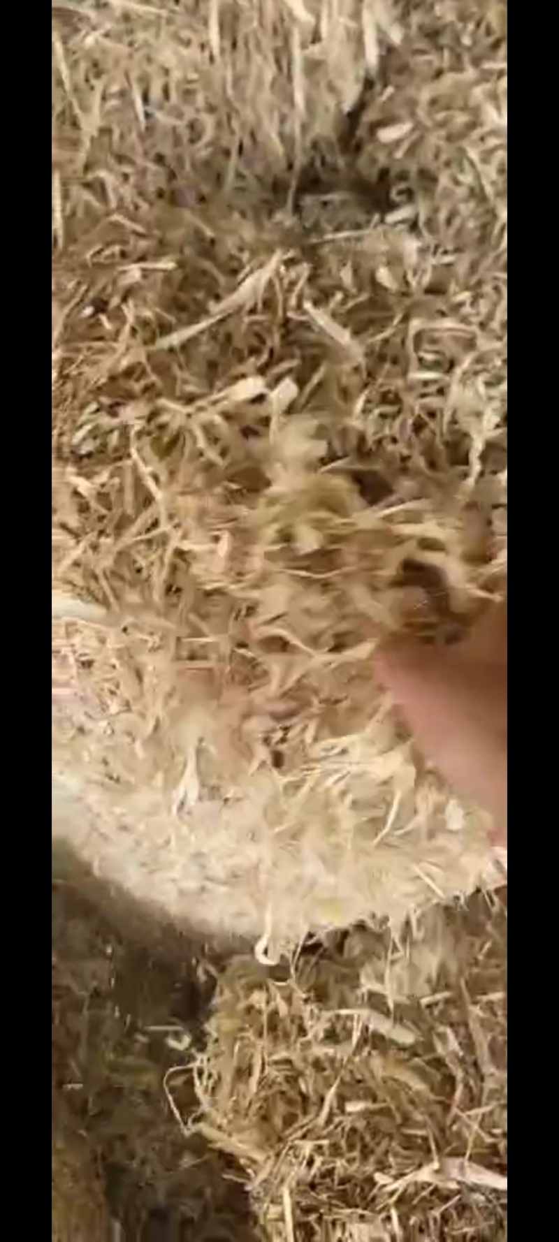 玉米秸秆预售中