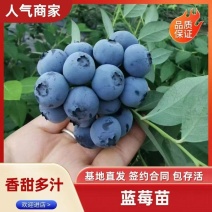 蓝莓苗，基地直发品种齐全签约合同种植实地考察保证成活结果