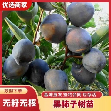 黑柿子树苗一年苗基地直发包技术包品种包成活死苗补发