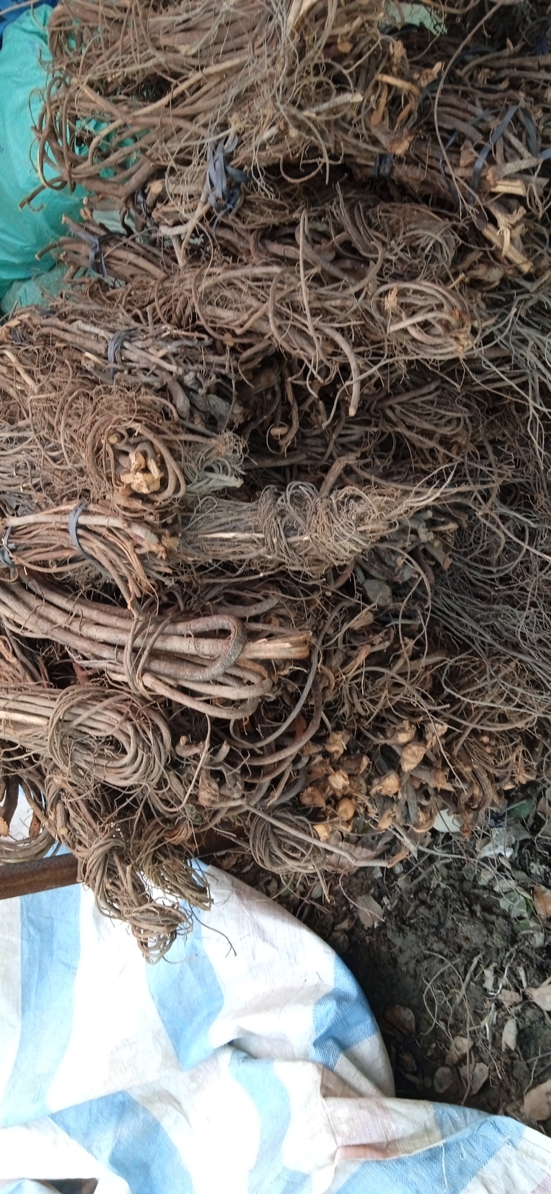广东毒鱼藤精品，鱼藤根鱼藤粉货源充足，品质保证