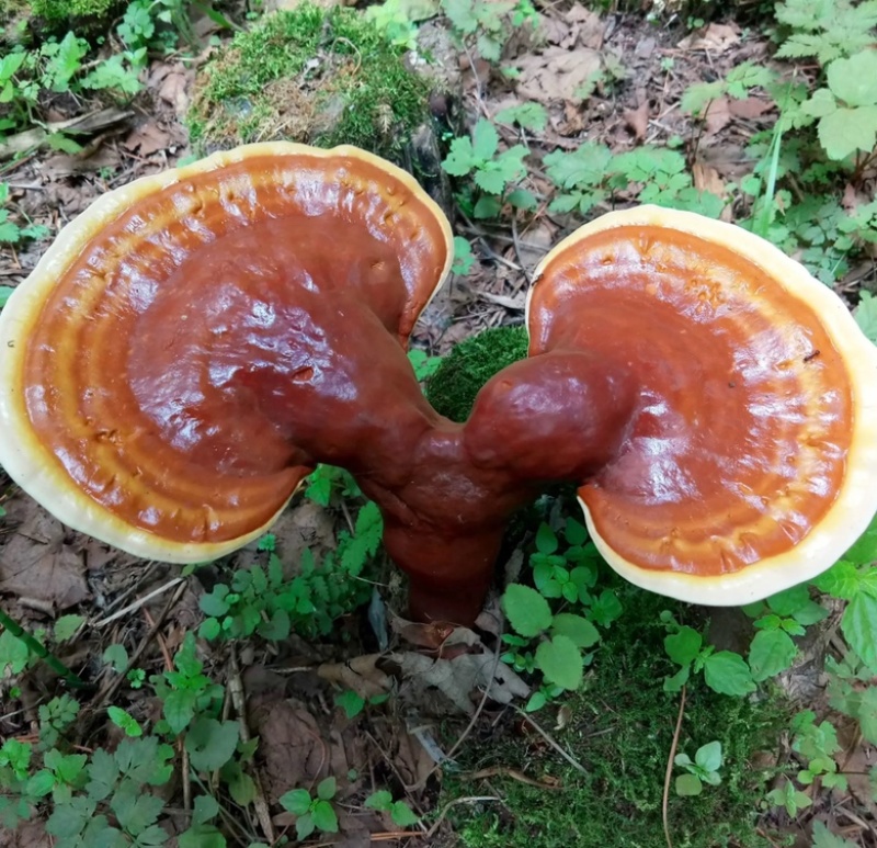 湖南崀山种滇藏野生黑灵芝果真价实，欢迎采购