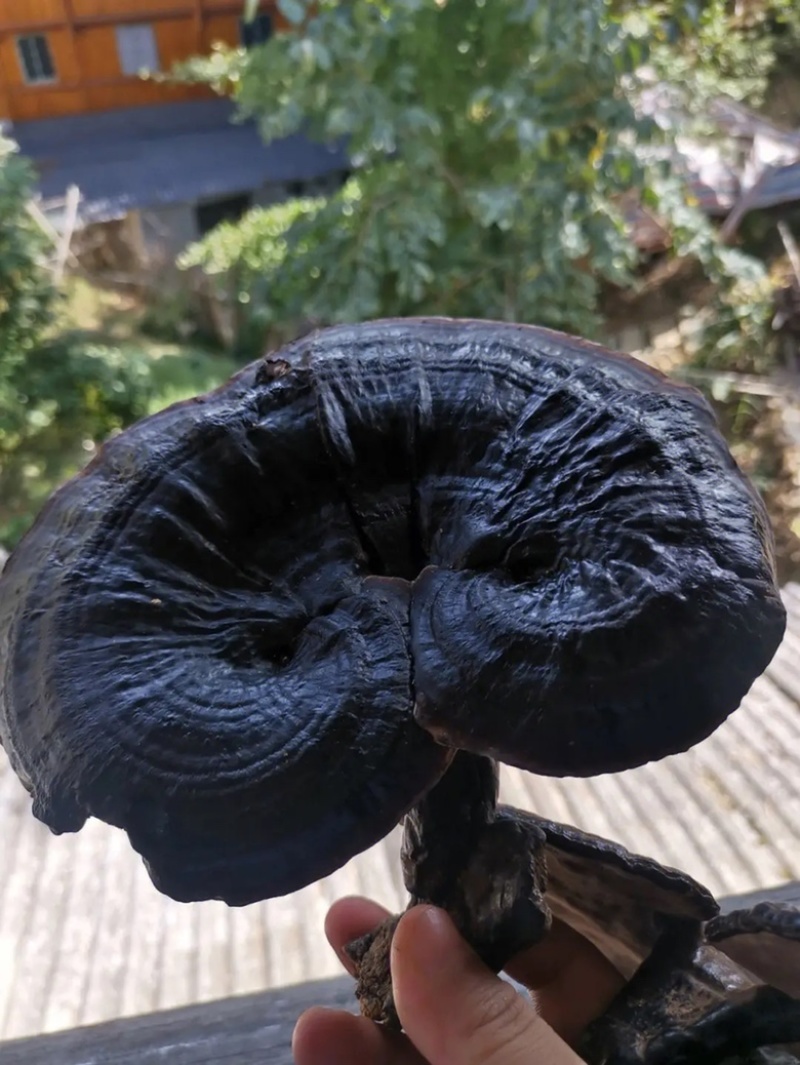 湖南崀山种滇藏野生黑灵芝果真价实，欢迎采购