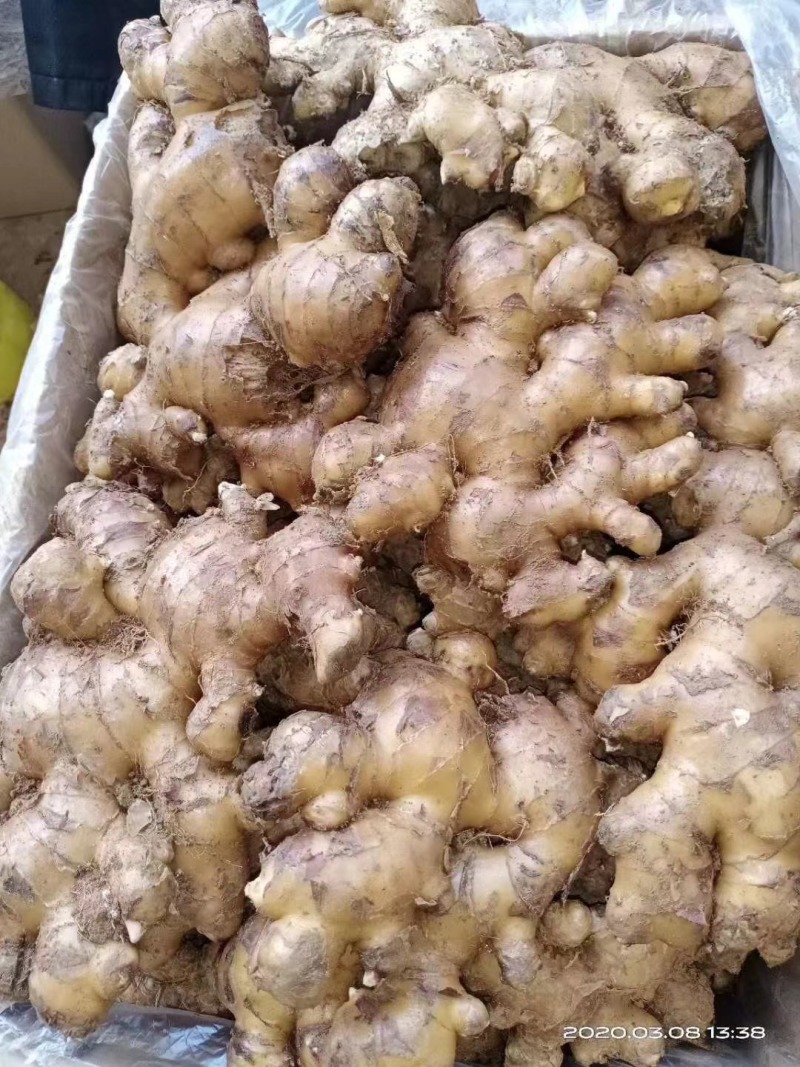 广西新鲜嫩姜生姜带土对接批发市场商超等需要联系