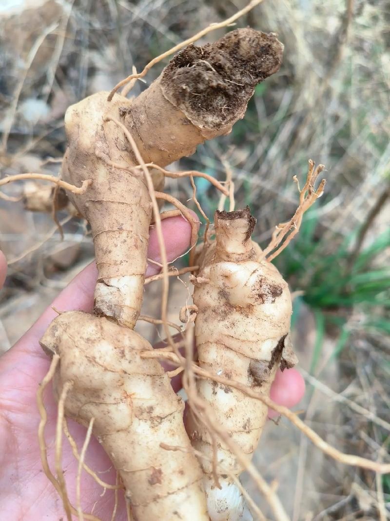 湖南崀山野生黄精个子大肉厚泡药酒，药效好