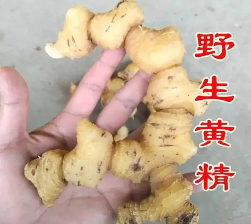 湖南崀山野生黄精个子大肉厚泡药酒，药效好
