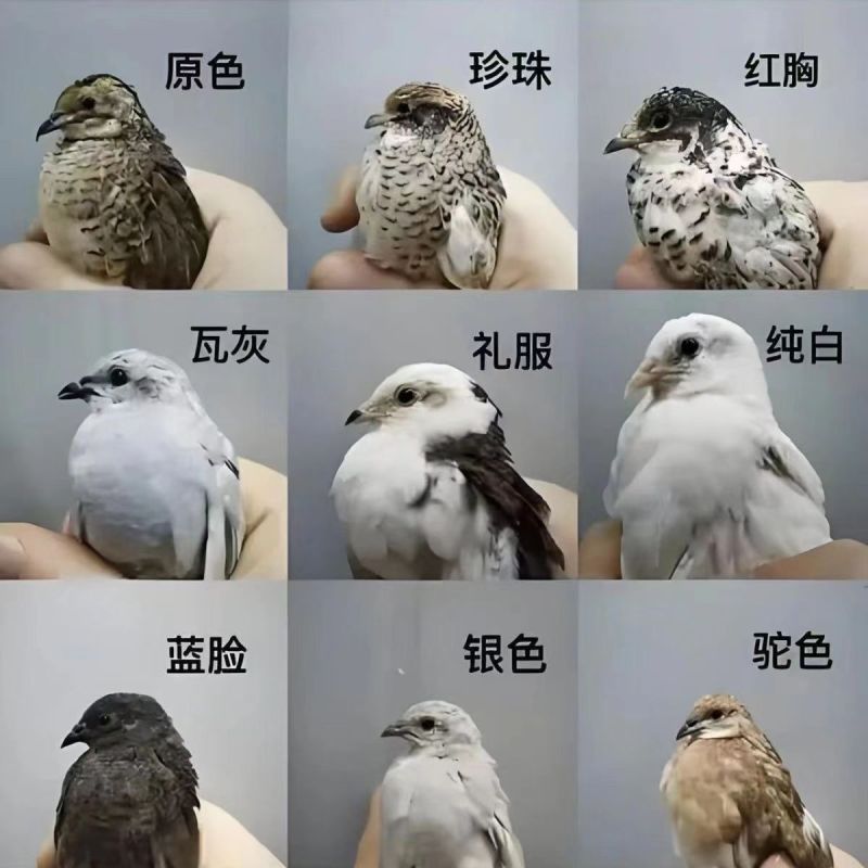 芦丁鸡宠物鸡小体芦丁鸡60天左右到家产蛋青年鸡量大从优