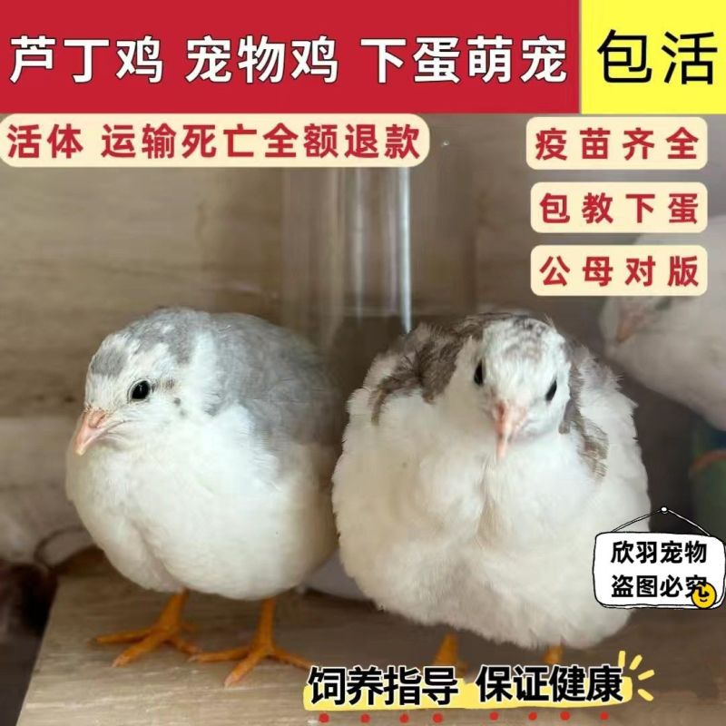 芦丁鸡宠物鸡小体芦丁鸡60天左右到家产蛋青年鸡量大从优