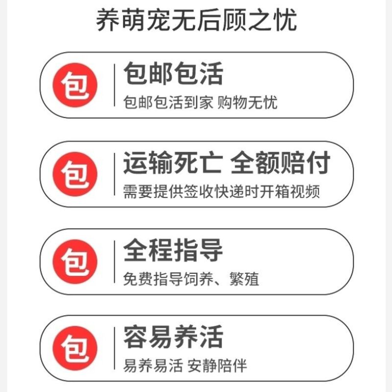 芦丁鸡宠物鸡小体芦丁鸡60天左右到家产蛋青年鸡量大从优