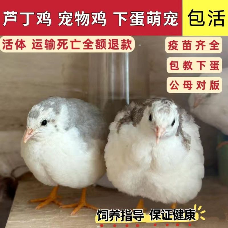 芦丁鸡宠物鸡小体芦丁鸡60天左右到家产蛋青年鸡量大从优