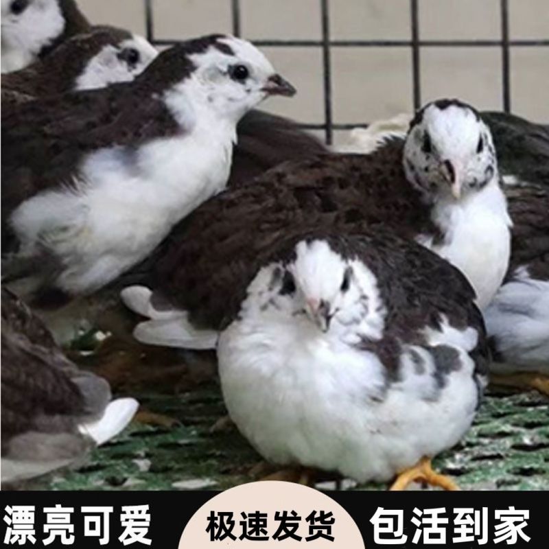 芦丁鸡宠物鸡小体芦丁鸡60天左右到家产蛋青年鸡量大从优