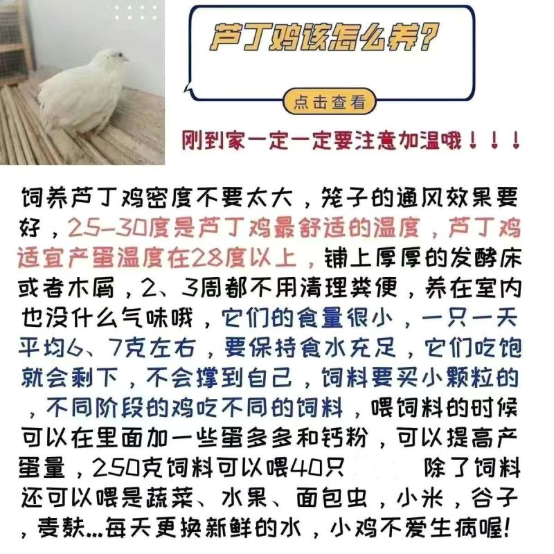 芦丁鸡宠物鸡小体芦丁鸡60天左右到家产蛋青年鸡量大从优