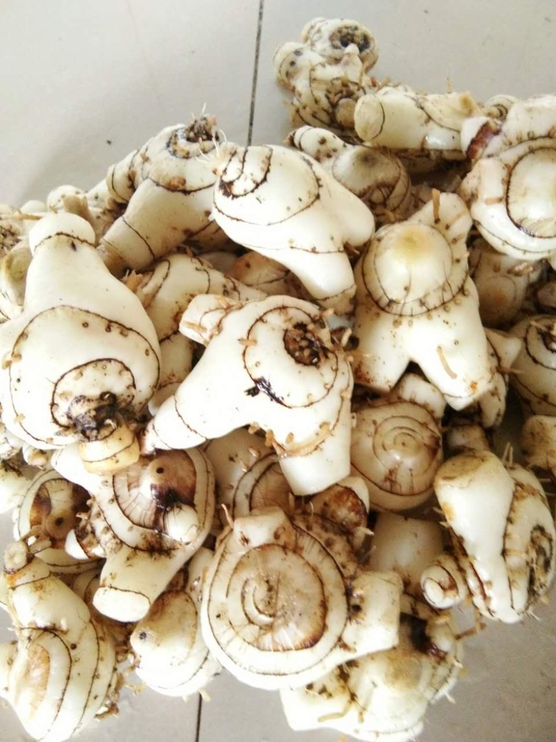 湖南邵阳崀山野生白芨保质保量一手货源产地直发