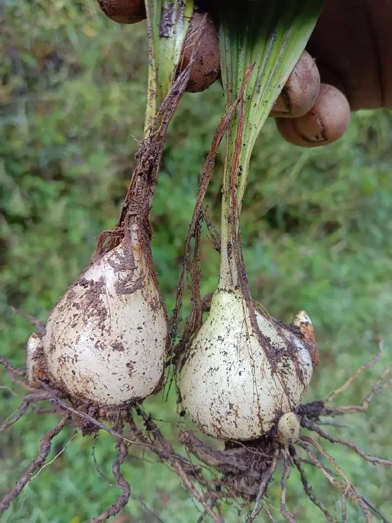 湖南邵阳崀山野生白芨保质保量一手货源产地直发