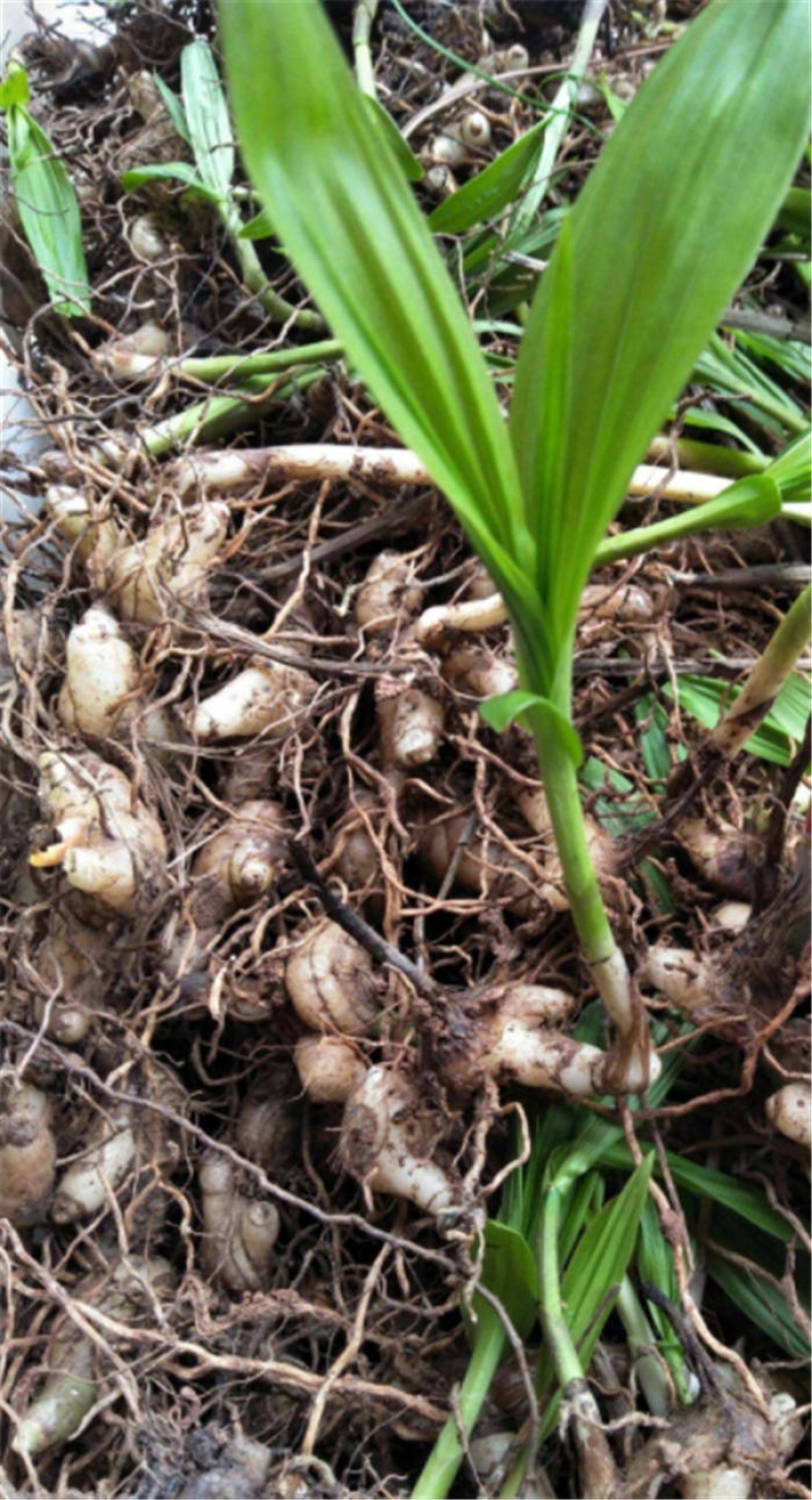 湖南邵阳崀山野生白芨保质保量一手货源产地直发