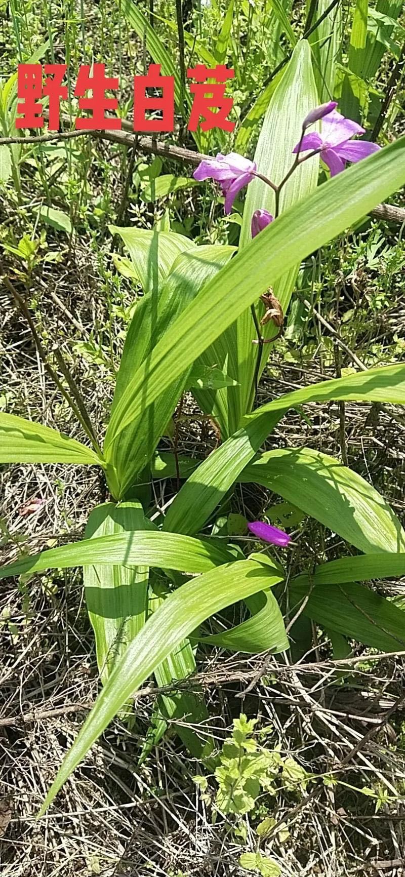 湖南邵阳崀山野生白芨保质保量一手货源产地直发