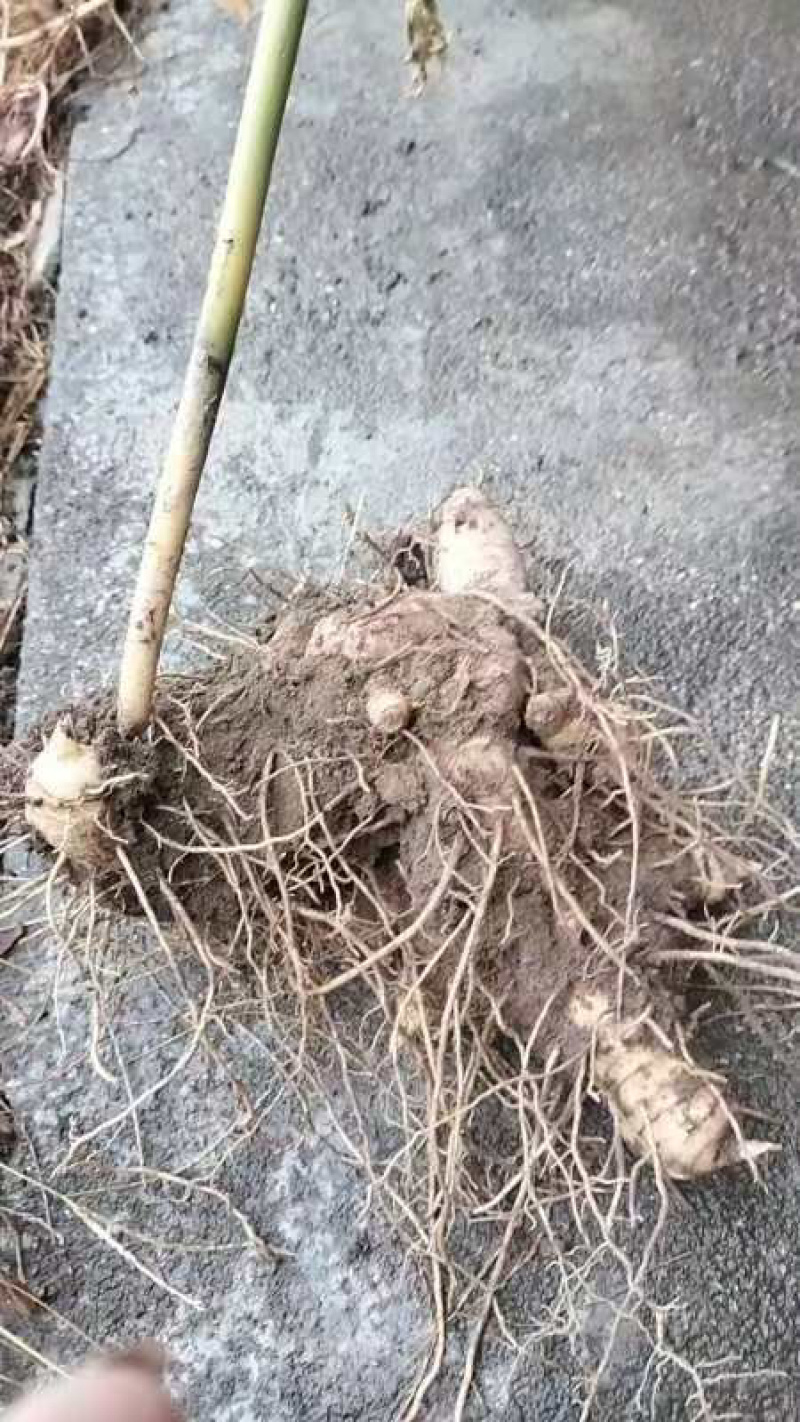 湖南邵阳崀山野生白芨保质保量一手货源产地直发