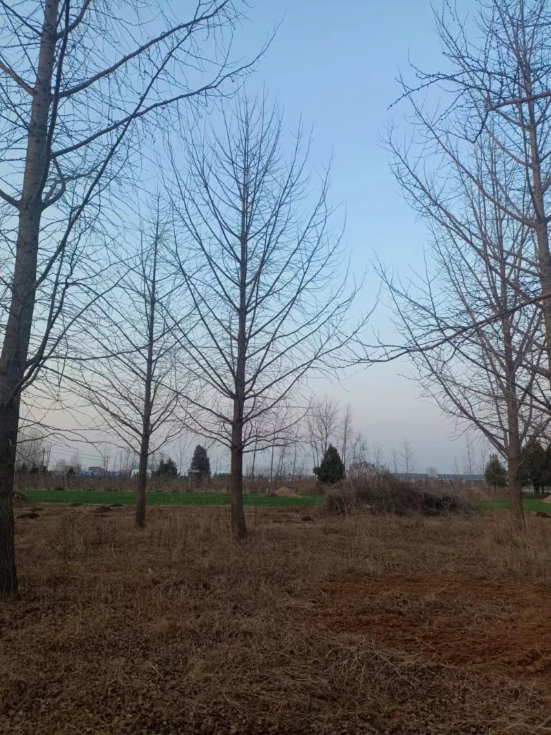 银杏树1-50公分清地处理嫁接银杏金叶银杏量大价优