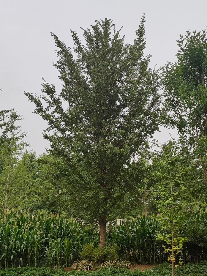 银杏树1-50公分清地处理嫁接银杏金叶银杏量大价优