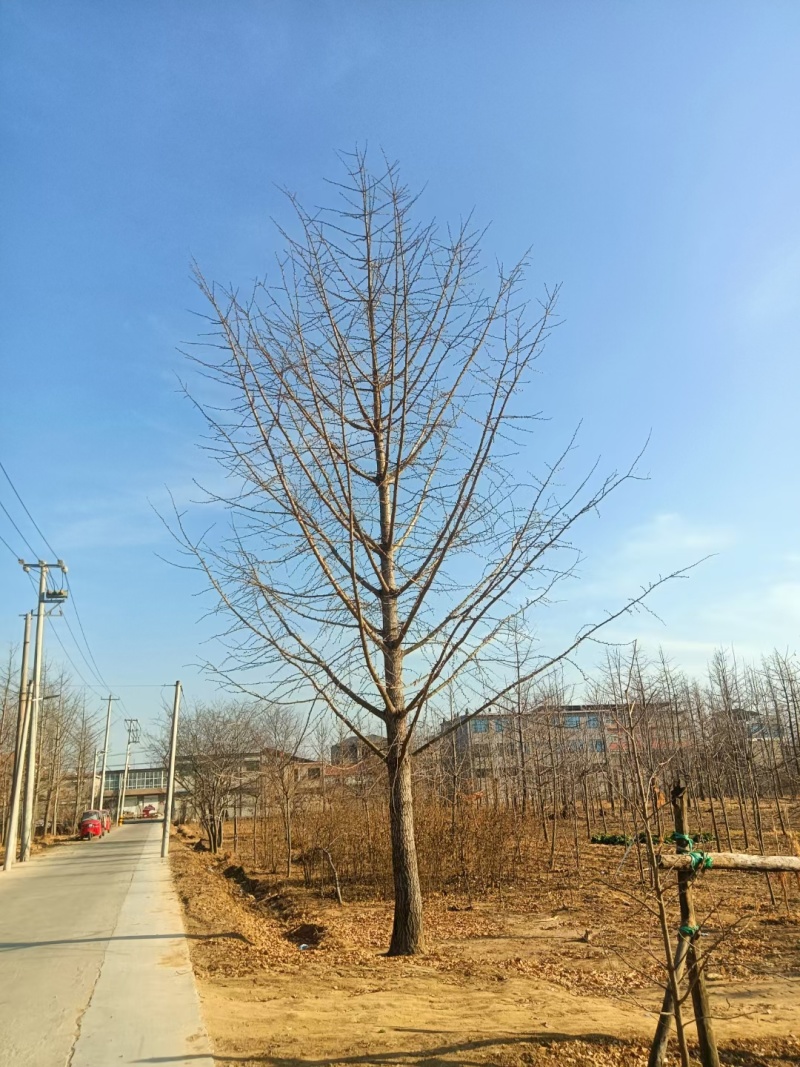 银杏树1-50公分清地处理嫁接银杏金叶银杏量大价优