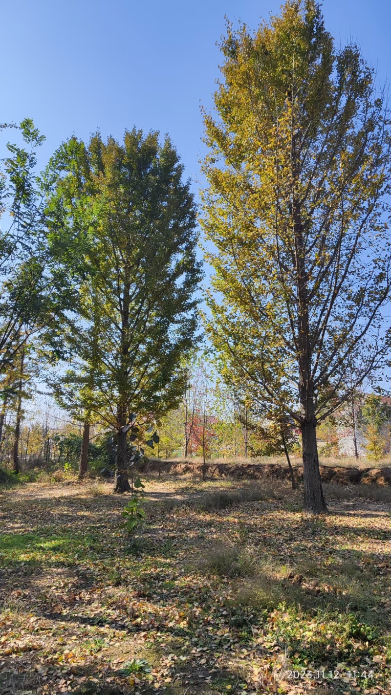 银杏树1-50公分清地处理嫁接银杏金叶银杏量大价优