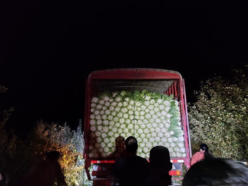 精品大白菜