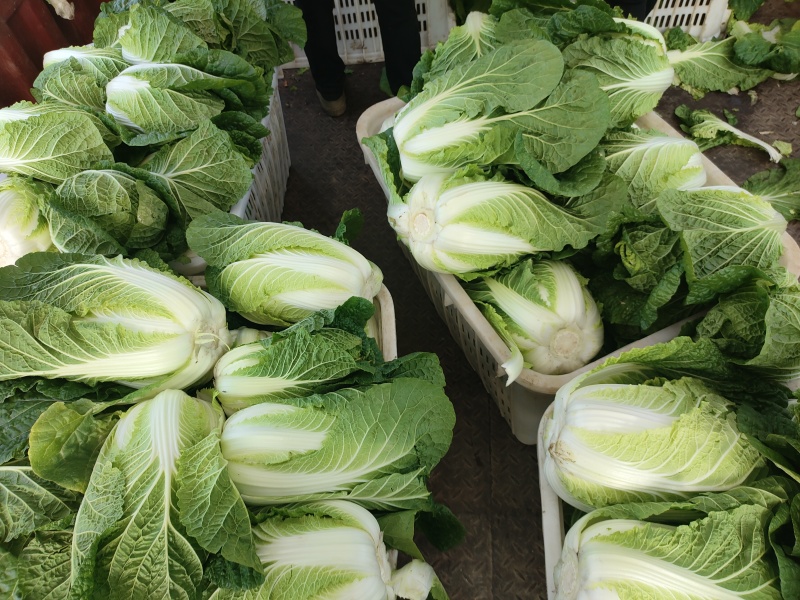 精品大白菜