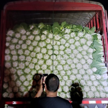 精品大白菜