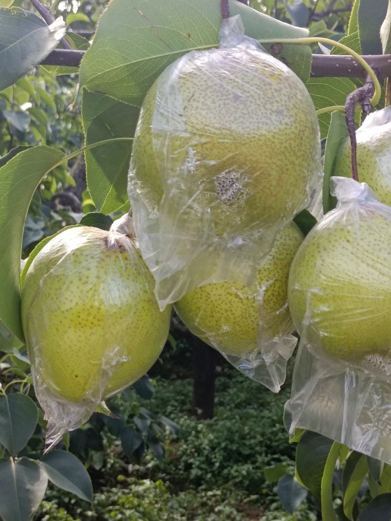 雪花梨