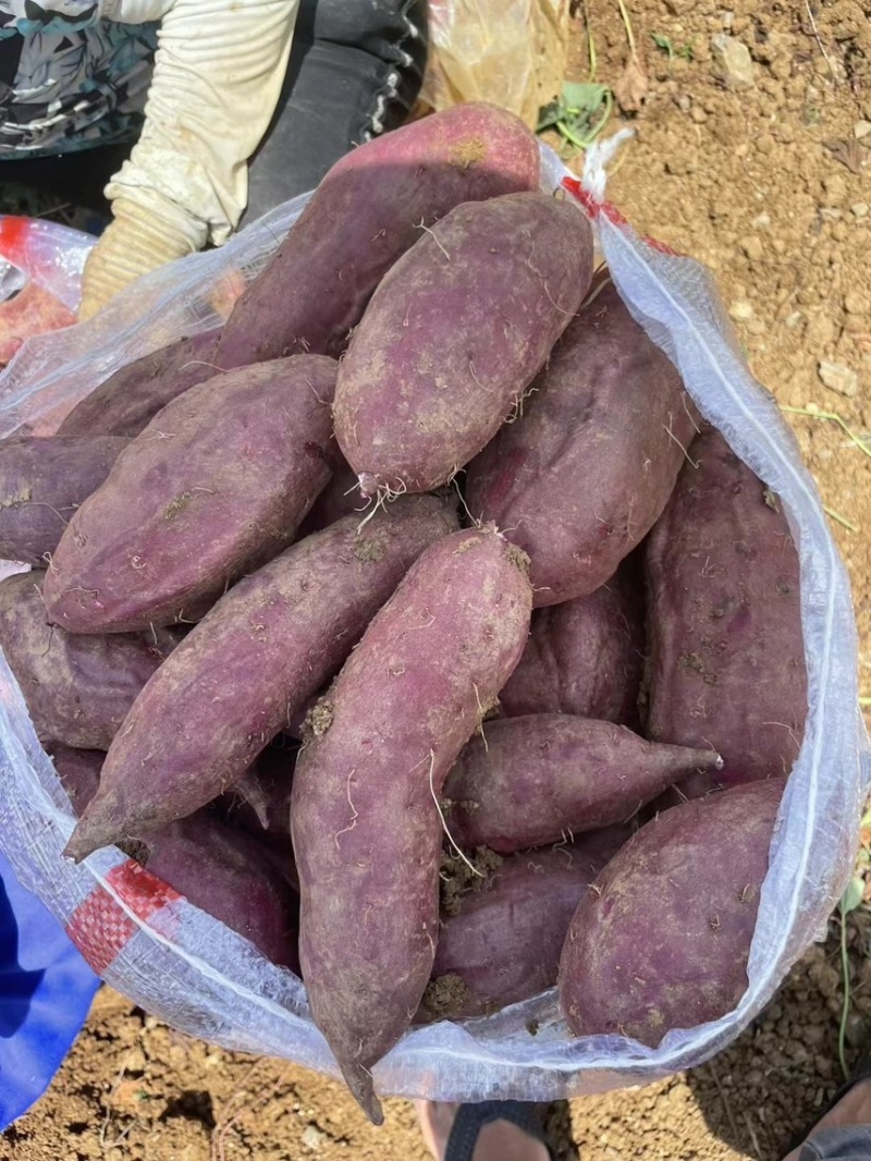 云南高原紫薯008大量可供电商市场超市量大从优欢迎来电