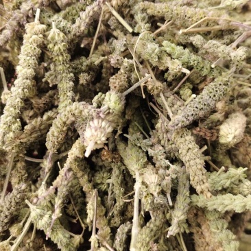 荊芥穗