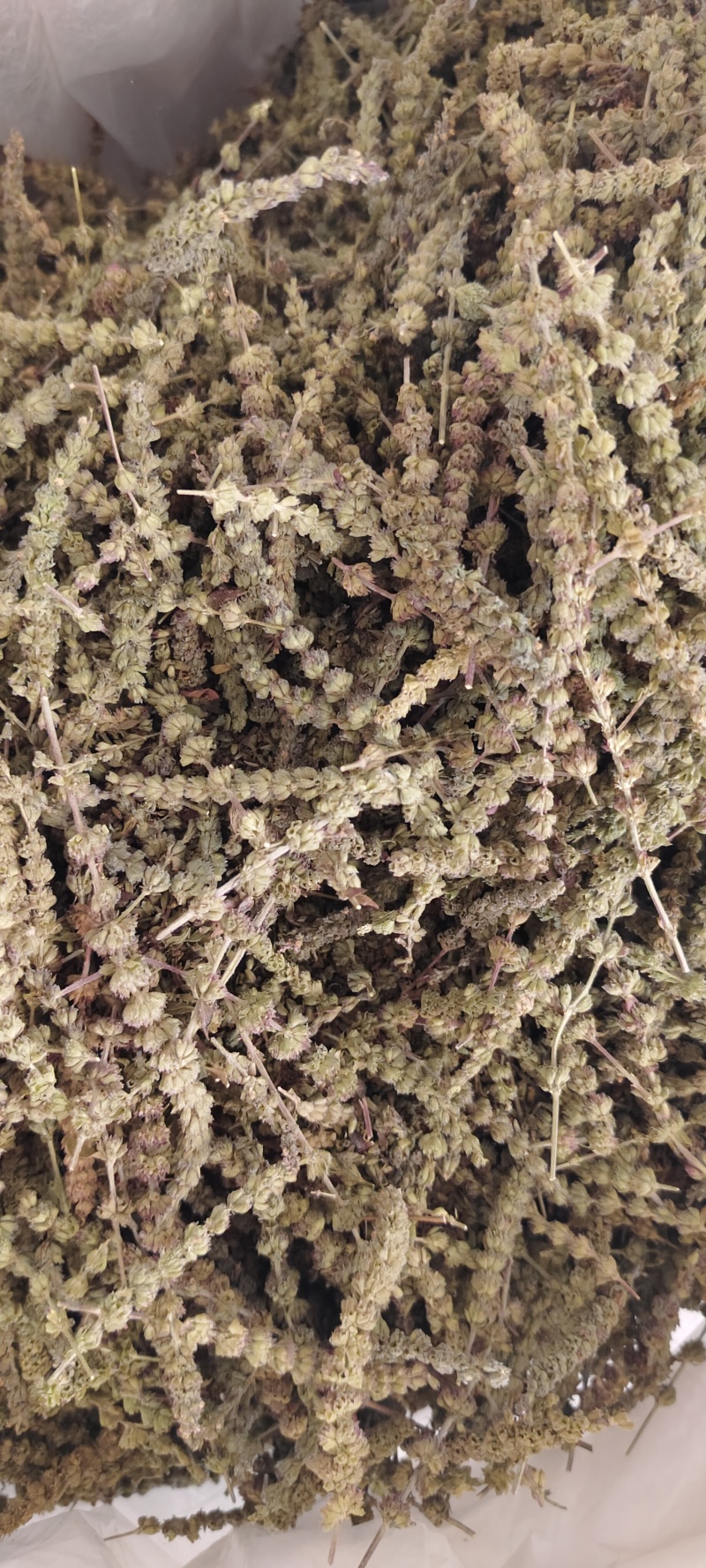 荊芥穗
