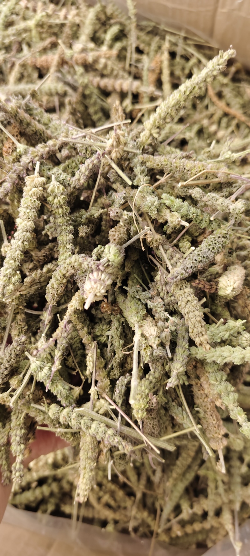 荊芥穗
