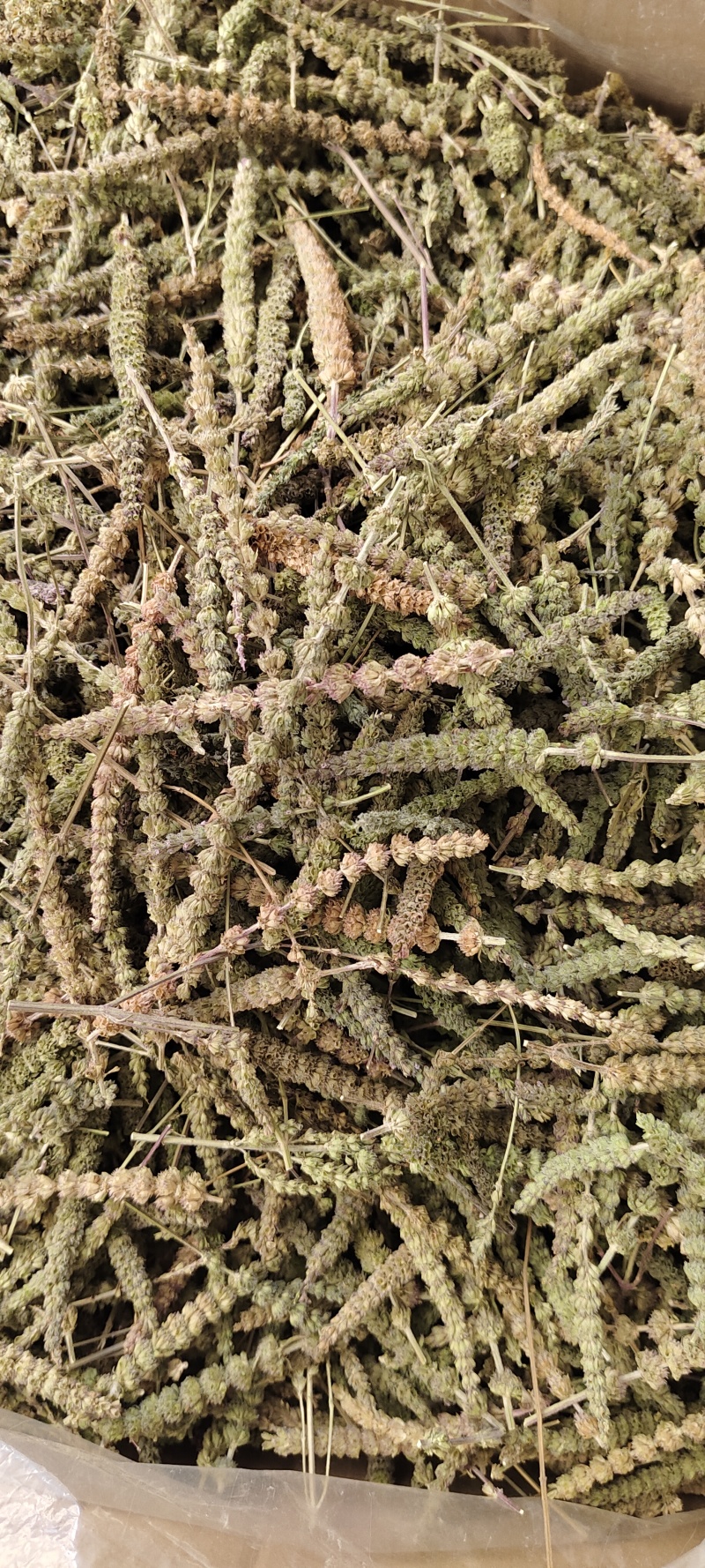荊芥穗